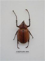 藏品(金龜科(一)外國)的圖片